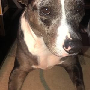 Meet your Posher, Josh